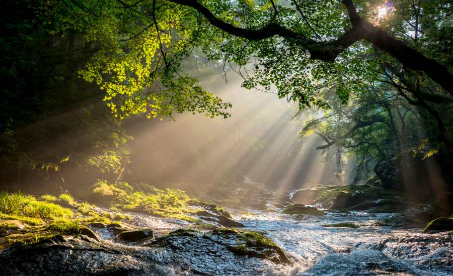 photo d'un rivière au milieu d'un fôret éclairée par des rayons de soleils perçant à travers les arbres montrant la sérénité obtenue grâce à la détox de dopamine